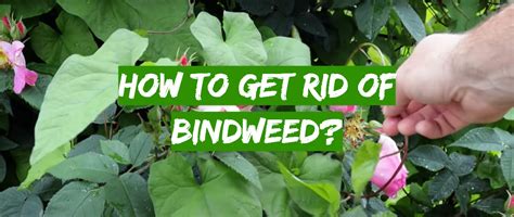 binkdwte|How to Identify and Remove Bindweed